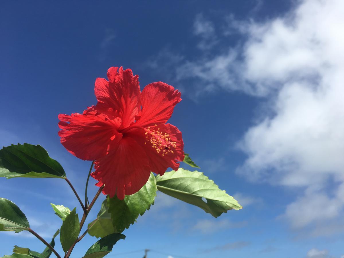 Minnkayado intoparitosura Miyakojima (Okinawa) Exterior foto